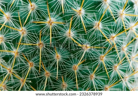 Thorns of macro cactus,Thorns texture background. Thorn cactus, close-up 