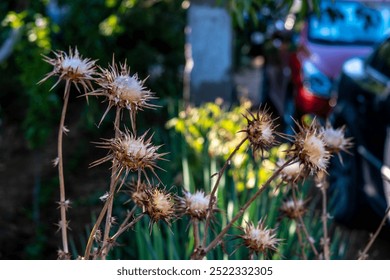 Thorns on a background of grass on a summer day. - Powered by Shutterstock