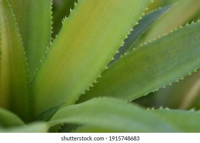 
Thorns on the edges of pineapple  leaves