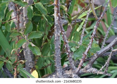 Thorns On A Rose Bush.