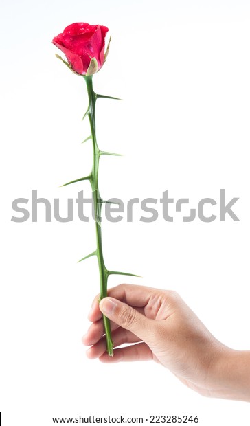 Thorns Rose Thorns Hand Isolated On Stock Photo (Edit Now) 223285246