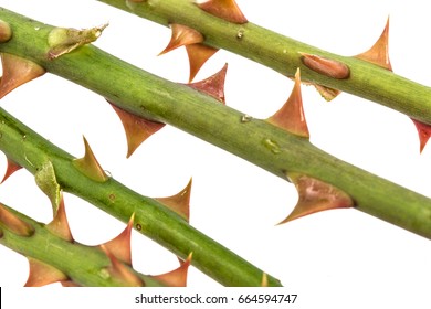 Thorns Of Roses, Isolated On White Background