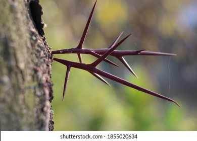 728 Rigid leaves Images, Stock Photos & Vectors | Shutterstock