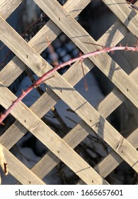 Thorns Winter Vine Lattice Fence