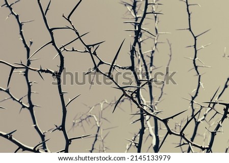 Thorny acacia branches with lot of thorns. Art nature background