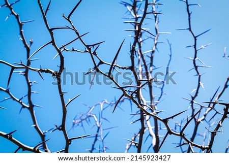 Thorny acacia branches with lot of thorns on blue sky background