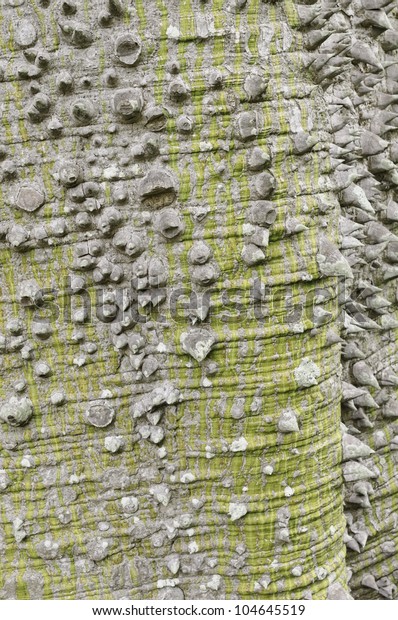 Thorny Bark Floss Silk Tree Botanical Stock Photo Edit Now