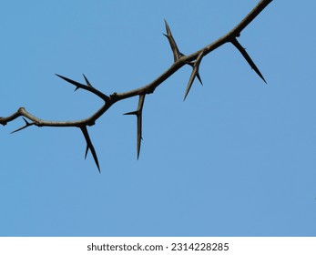 thorny branch against clear blue sky