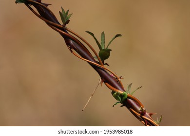 A Thorny Branch With Twisted Vines And Buds In Springtime