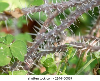 8,555 Thorny field Images, Stock Photos & Vectors | Shutterstock