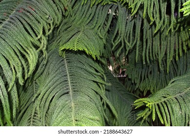 Thorny Branches Of A Tropical Plant