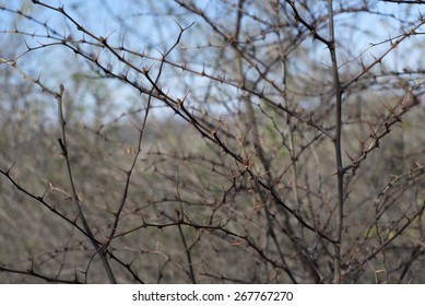 Thorny Bush In Croatia In Spring Time. 