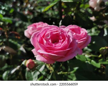 Thorny Bush Of Pink Roses