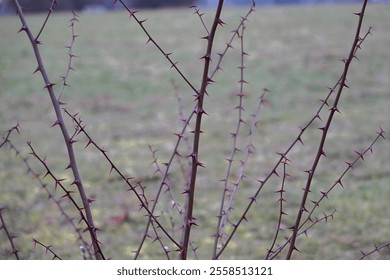 thorny bush, bush without leaves, pastel, background, nature, art, autumn, winter, branches, thorns, branches with thorns - Powered by Shutterstock