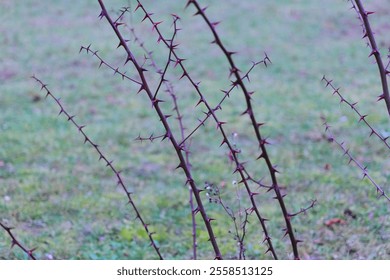 thorny bush, bush without leaves, pastel, background, nature, art, autumn, winter, branches, thorns, branches with thorns - Powered by Shutterstock