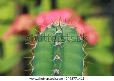 Thorny cactus plant close up