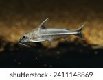 Thorny catfish (Tenellus cristinae) rare and new species from Brazil