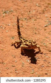 Thorny Devil