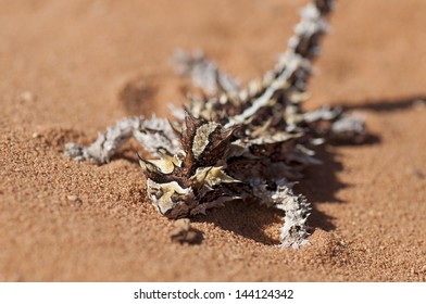 Thorny Devil