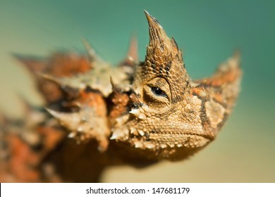 Thorny Devil