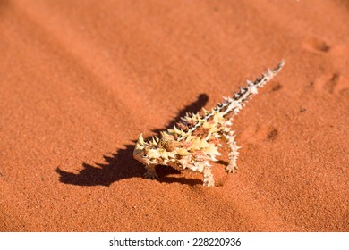 Thorny Devil