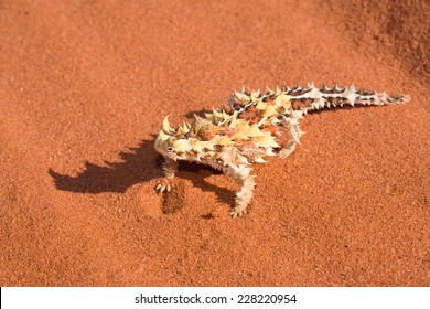 Thorny Devil