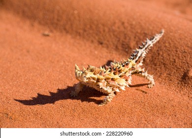 Thorny Devil