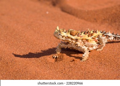 Thorny Devil