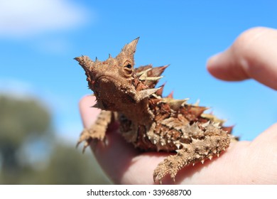 Thorny Devil