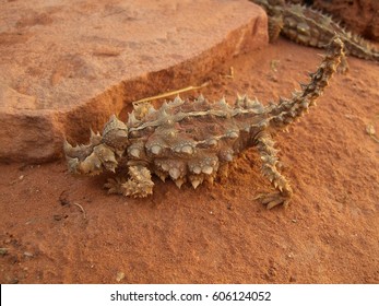 Thorny Devil