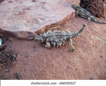 Thorny Devil