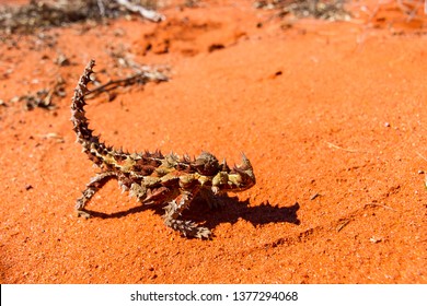 Thorny Devil, Horny Devil, Is A Reptile That Lives In The Australian Outback. The Thorny Devil Is An Australian Lizard, Also Known As The Mountain Devil, Thorny Lizard, Thorny Dragon, Or Moloch