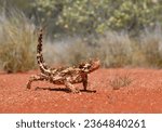Thorny Devil Lizard in the desert sand