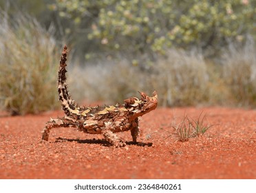 Thorny Devil Lizard in the desert sand