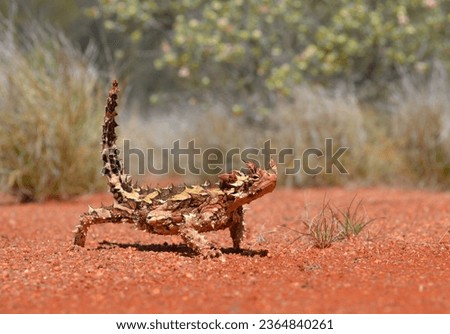 Thorny Devil Lizard in the desert sand