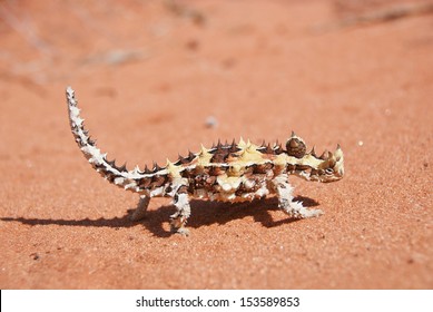 Thorny Devil Lizard on typical Australian red sand soil in outback desert. (Moloch horridus)