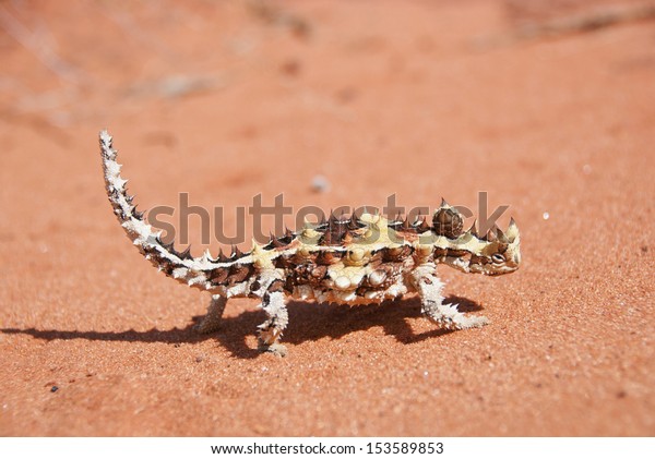 Thorny Devil Lizard on typical\
Australian red sand soil in outback desert. (Moloch\
horridus)