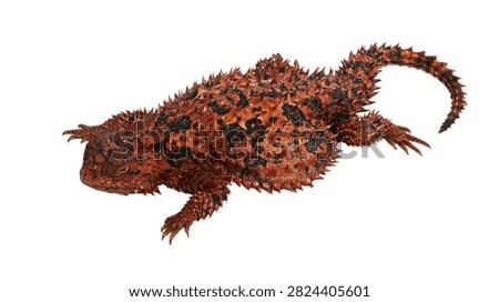 Thorny devil lizard with red and black spiky scales walking