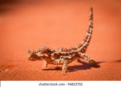 Thorny Devil Or Moloch