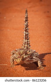 Thorny Devil Or Moloch, Australia