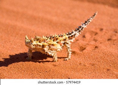 Thorny Devil (Moloch Horridis)