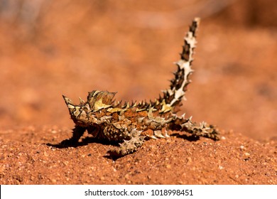 Thorny Devil (Moloch Horridus)
Central Australia