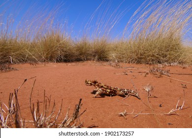 Thorny Devil (Moloch Horridus) At Central Australia 