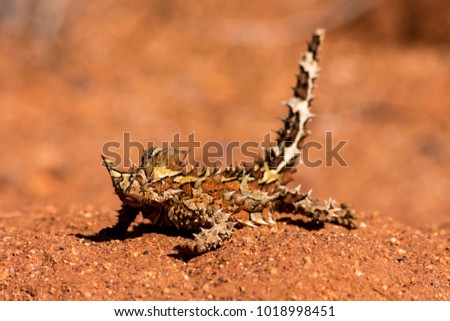 Thorny Devil (Moloch horridus)
Central Australia