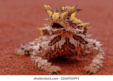The thorny devil (Moloch horridus), also known commonly as the mountain devil, thorny lizard, thorny dragon, and moloch, is a species of lizard in the family Agamidae. - Shutterstock ID 2266956991