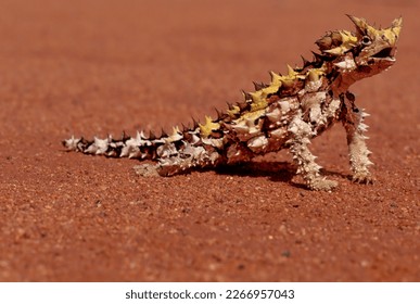 The thorny devil (Moloch horridus), also known commonly as the mountain devil, thorny lizard, thorny dragon, and moloch, is a species of lizard in the family Agamidae. - Shutterstock ID 2266957043
