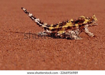 The thorny devil (Moloch horridus), also known commonly as the mountain devil, thorny lizard, thorny dragon, and moloch, is a species of lizard in the family Agamidae.