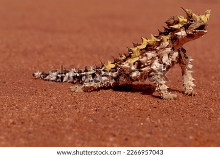 The thorny devil (Moloch horridus), also known commonly as the mountain devil, thorny lizard, thorny dragon, and moloch, is a species of lizard in the family Agamidae.