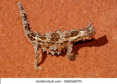 Thorny Devil, Moloch Horridus, On Red Sand, Central Australia