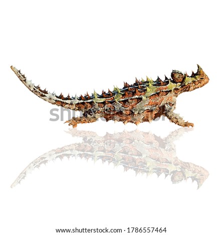 Thorny devil (Moloch horridus) reptile isolated on a white background with reflection.